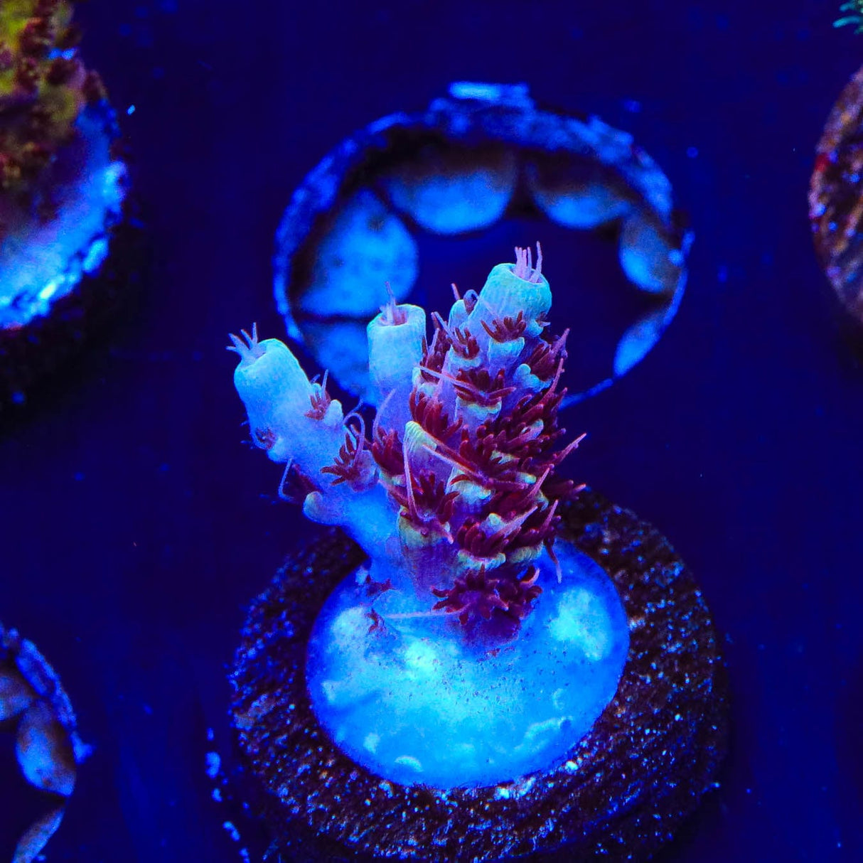 TSA Rainbow Sherbet Acropora Coral