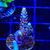 TSA Rainbow Sherbet Acropora Coral