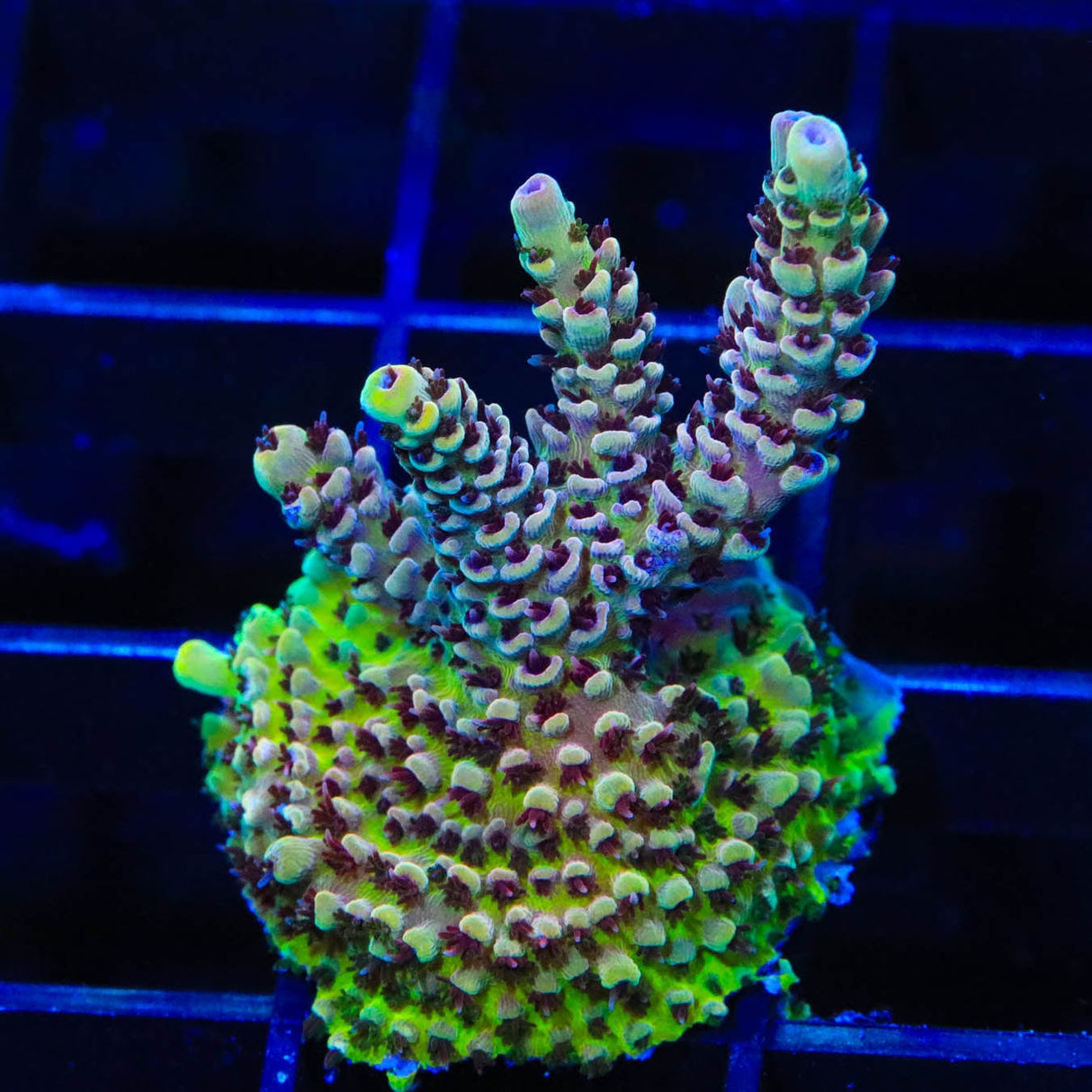 TSA Rainbow Sherbet Acropora Coral
