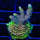 TSA Rainbow Sherbet Acropora Coral