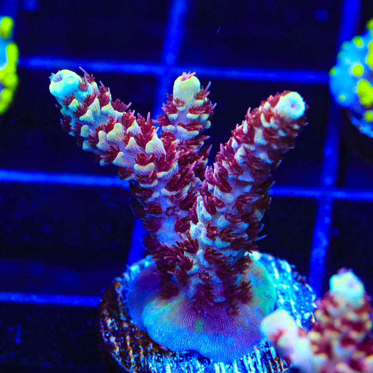 TSA Rainbow Sherbet Acropora Coral