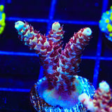 TSA Rainbow Sherbet Acropora Coral