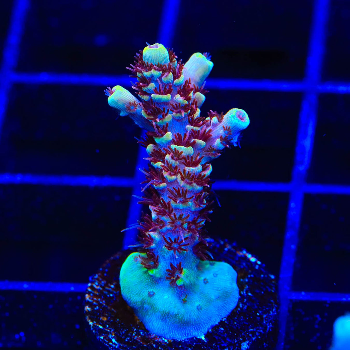 TSA Rainbow Sherbet Acropora Coral