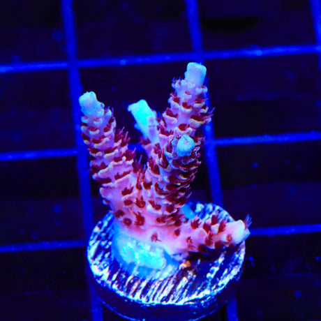 TSA Rainbow Sherbet Acropora Coral