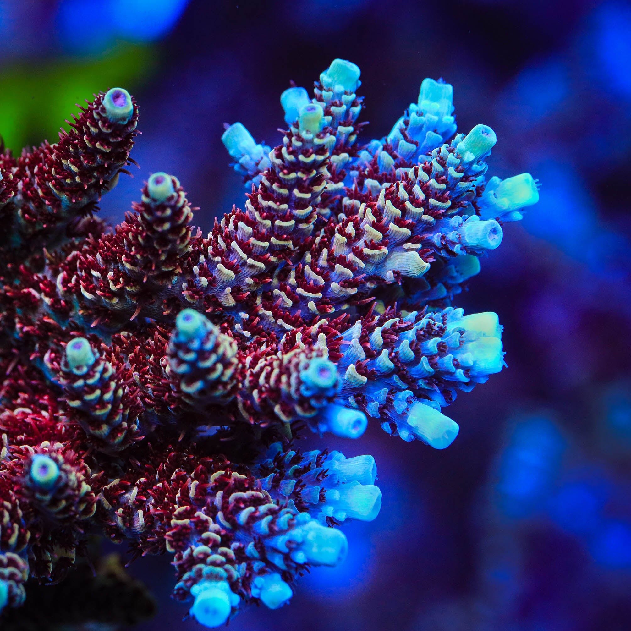 Rainbow アパッチ tarantura TSA Rainbow Sherbet Acropora Coral – Top Shelf Aquatics