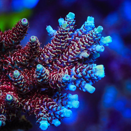 TSA Rainbow Sherbet Acropora Coral