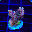 TSA Rainbow Sherbet Acropora XL Frag Coral