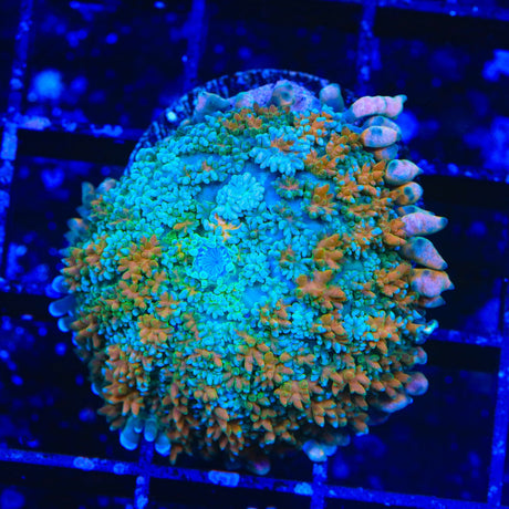 TSA Rainbow Skirt Mushroom Coral