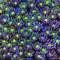 TSA Rainbow Slide Goniopora Coral