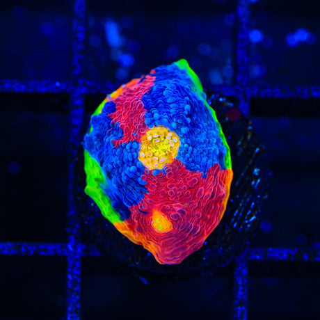 TSA Rainbow Soup Chalice Coral