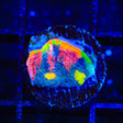TSA Rainbow Soup Chalice Coral