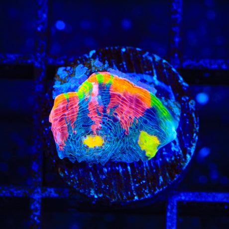 TSA Rainbow Soup Chalice Coral