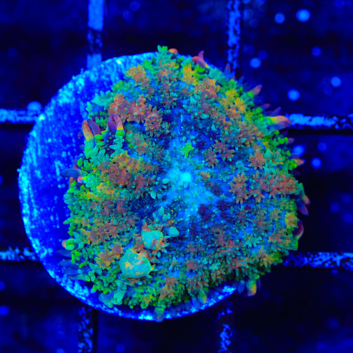 TSA Rainbow Sparkler Bounce Mushroom Coral