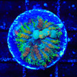 TSA Rainbow Sparkler Bounce Mushroom Coral