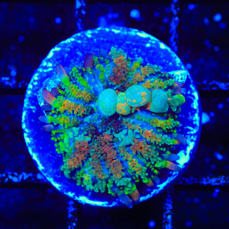 TSA Rainbow Sparkler Bounce Mushroom Coral