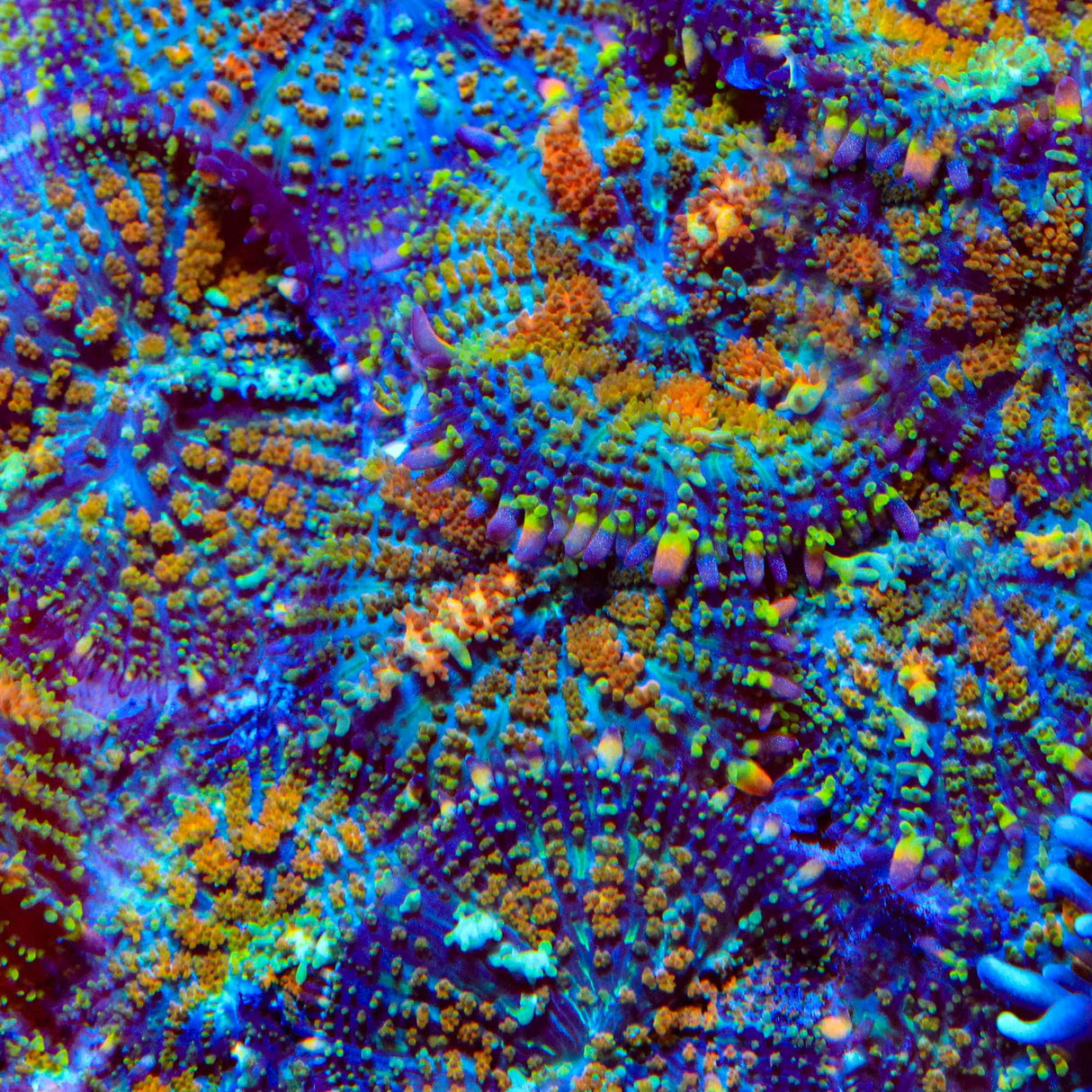 TSA Rainbow Sparkler Mushroom Coral