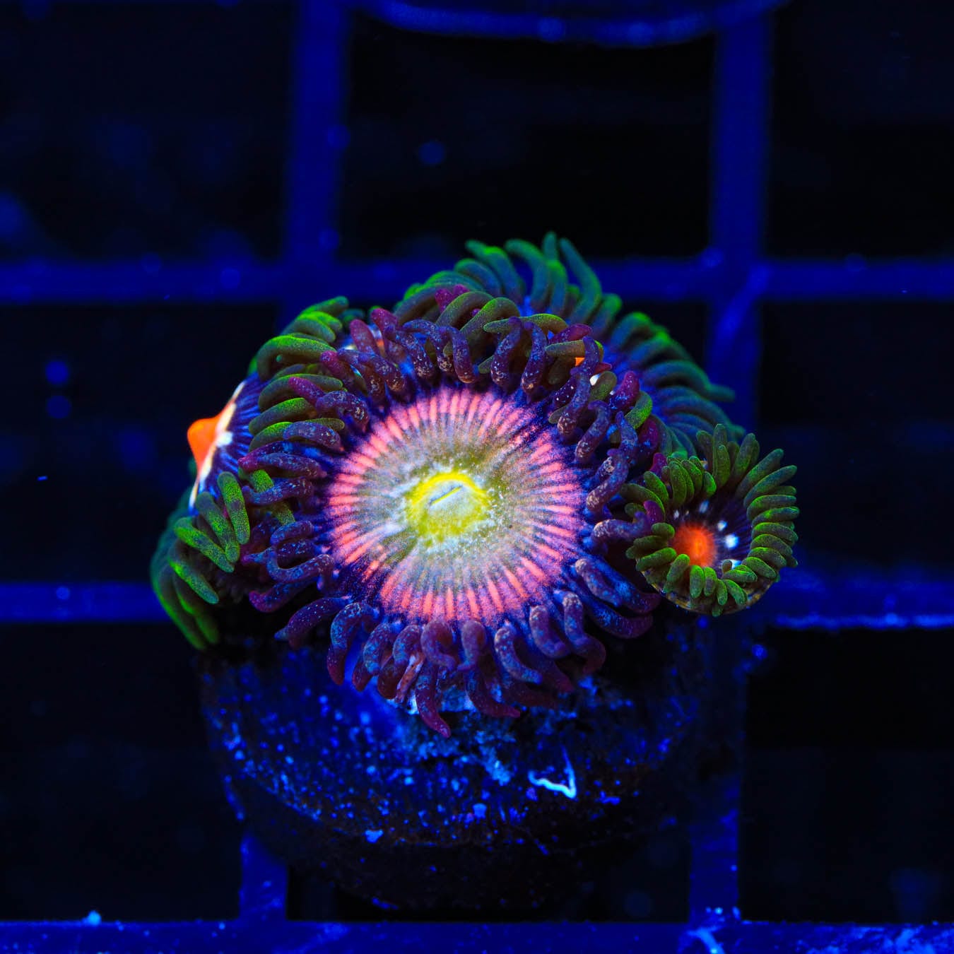 TSA Rainbow Spectrum and Daisy Cutter Combo Zoanthids Coral