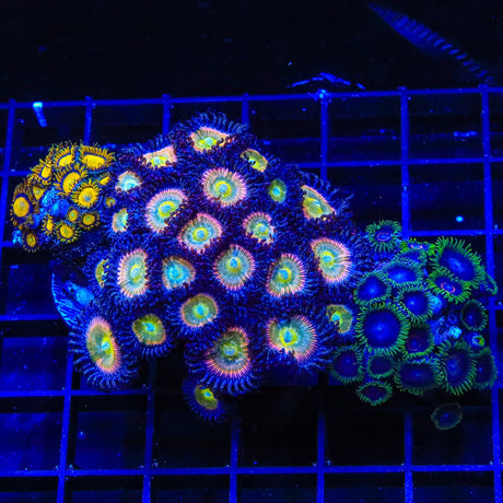 TSA Rainbow Spectrum Combo Zoanthids Colony Coral