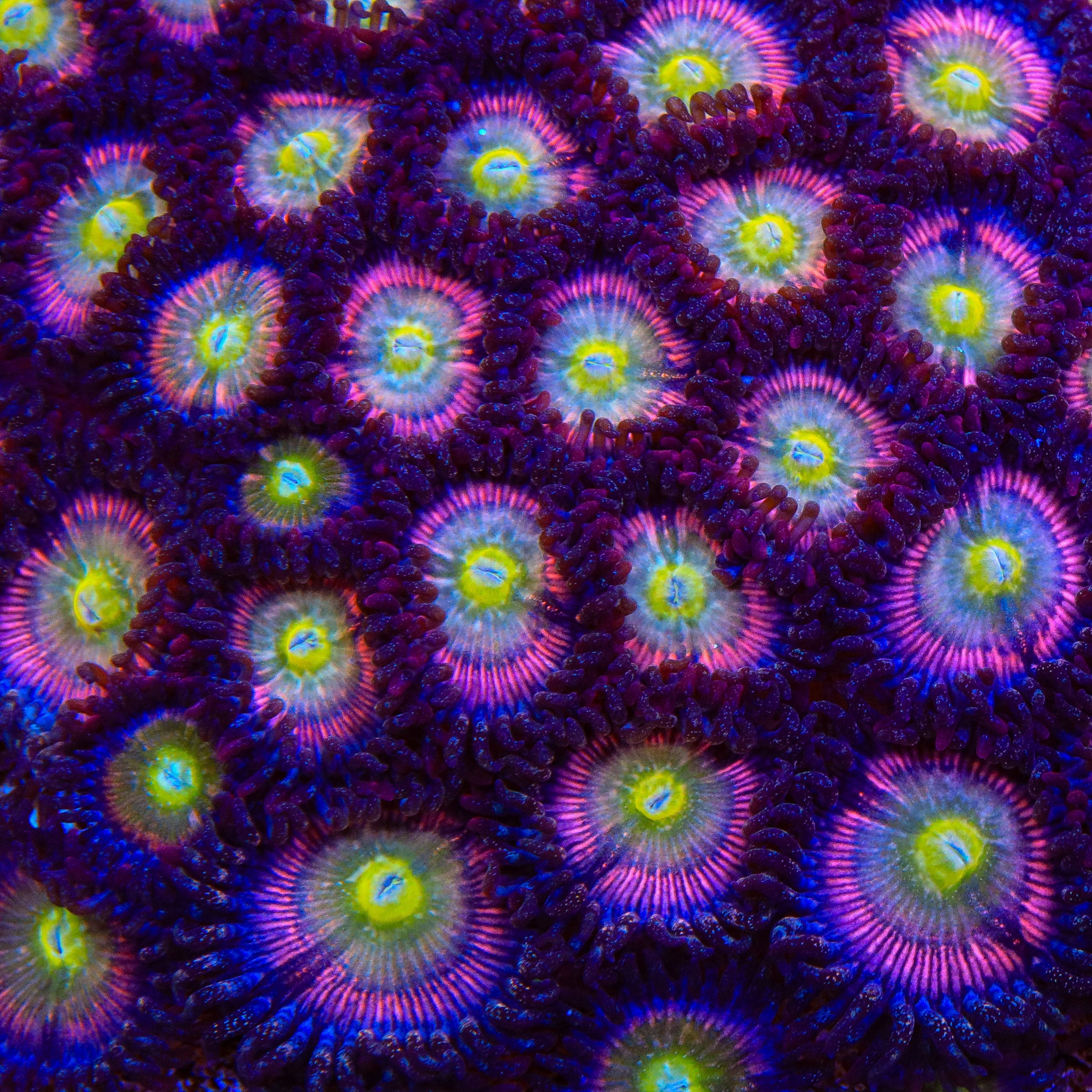 TSA Rainbow Spectrum Zoanthid Coral