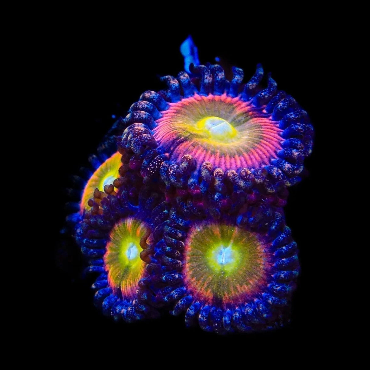 TSA Rainbow Spectrum Zoanthids Coral