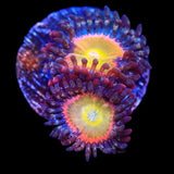 TSA Rainbow Spectrum Zoanthids Coral