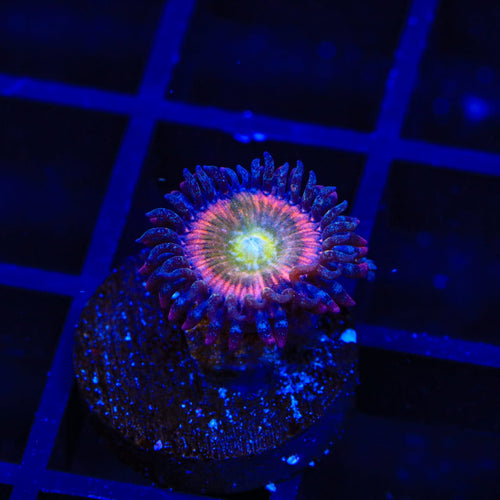 TSA Rainbow Spectrum Zoanthids Coral