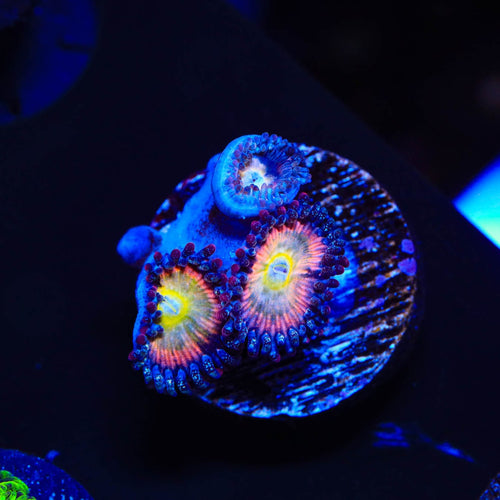 TSA Rainbow Spectrum Zoanthids Coral
