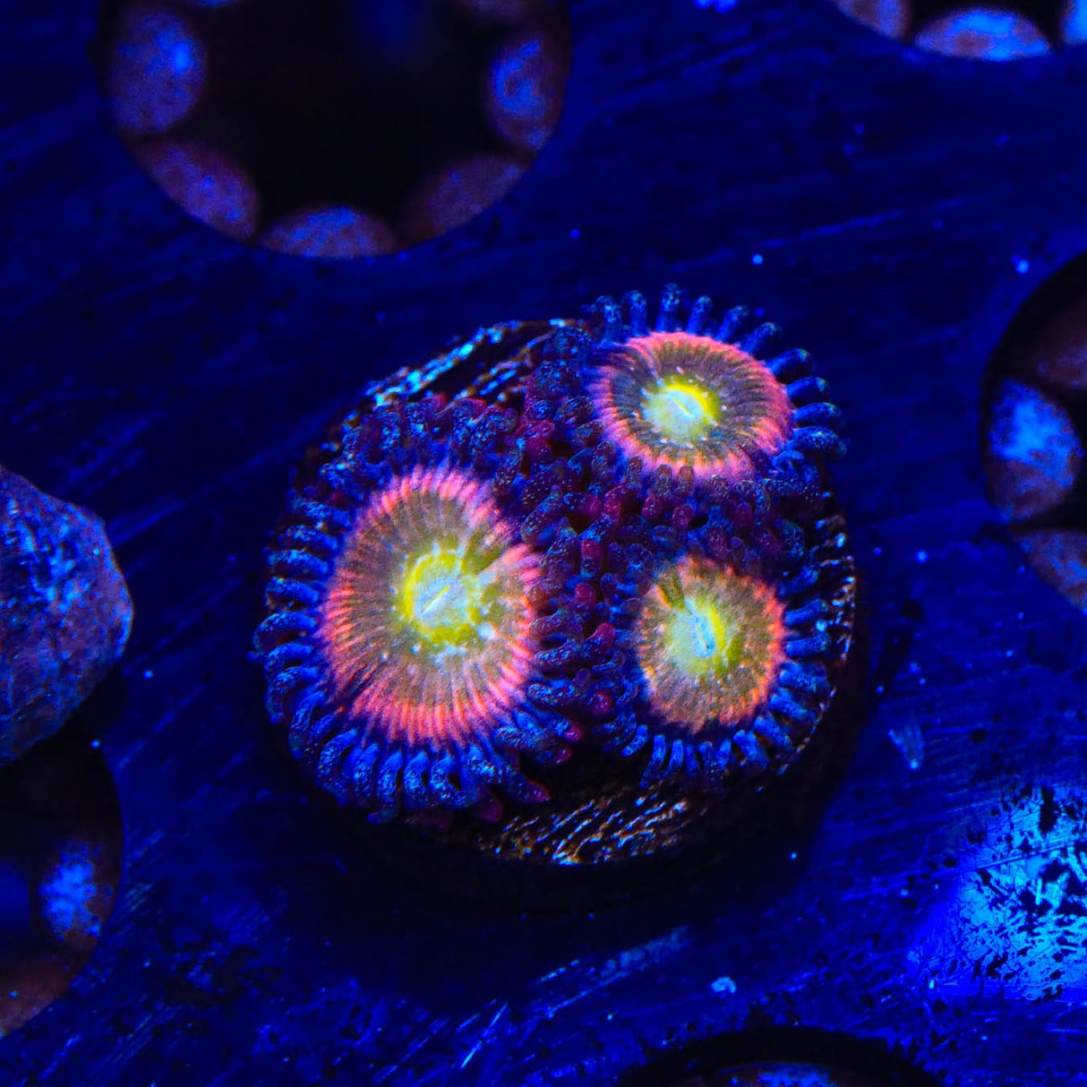 TSA Rainbow Spectrum Zoanthids Coral