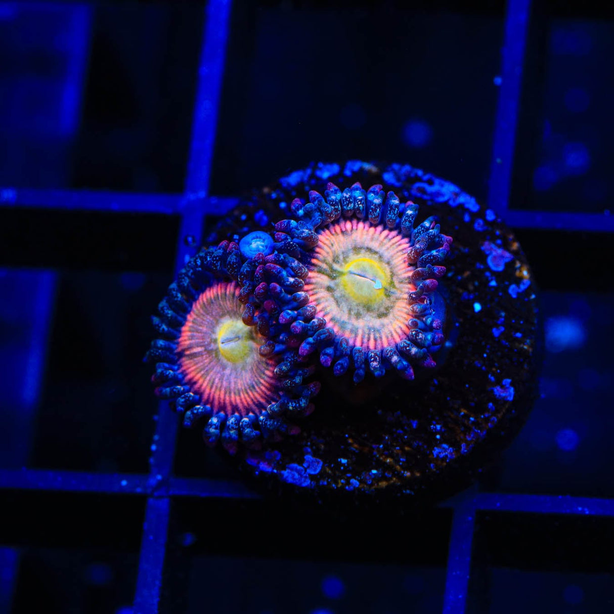 TSA Rainbow Spectrum Zoanthids Coral