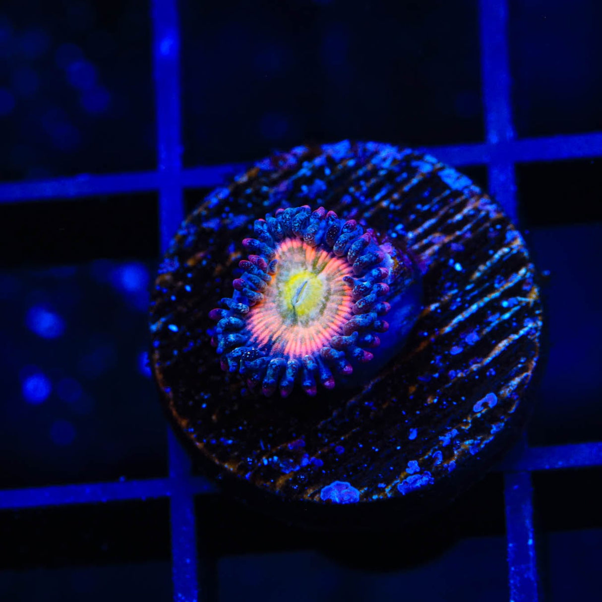 TSA Rainbow Spectrum Zoanthids Coral