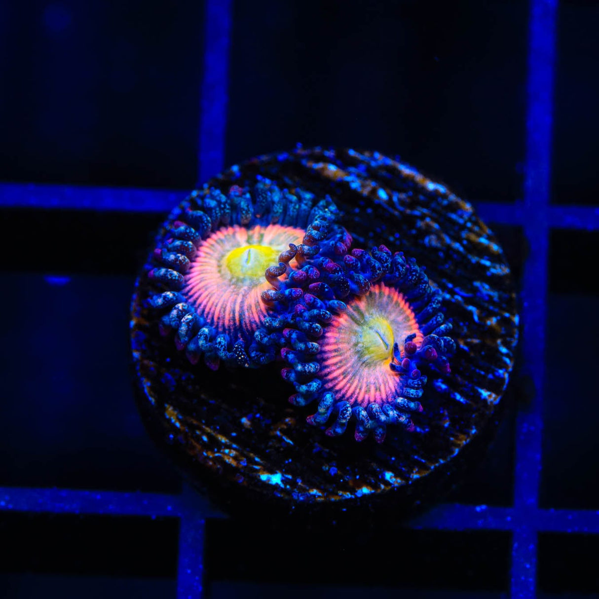 TSA Rainbow Spectrum Zoanthids Coral