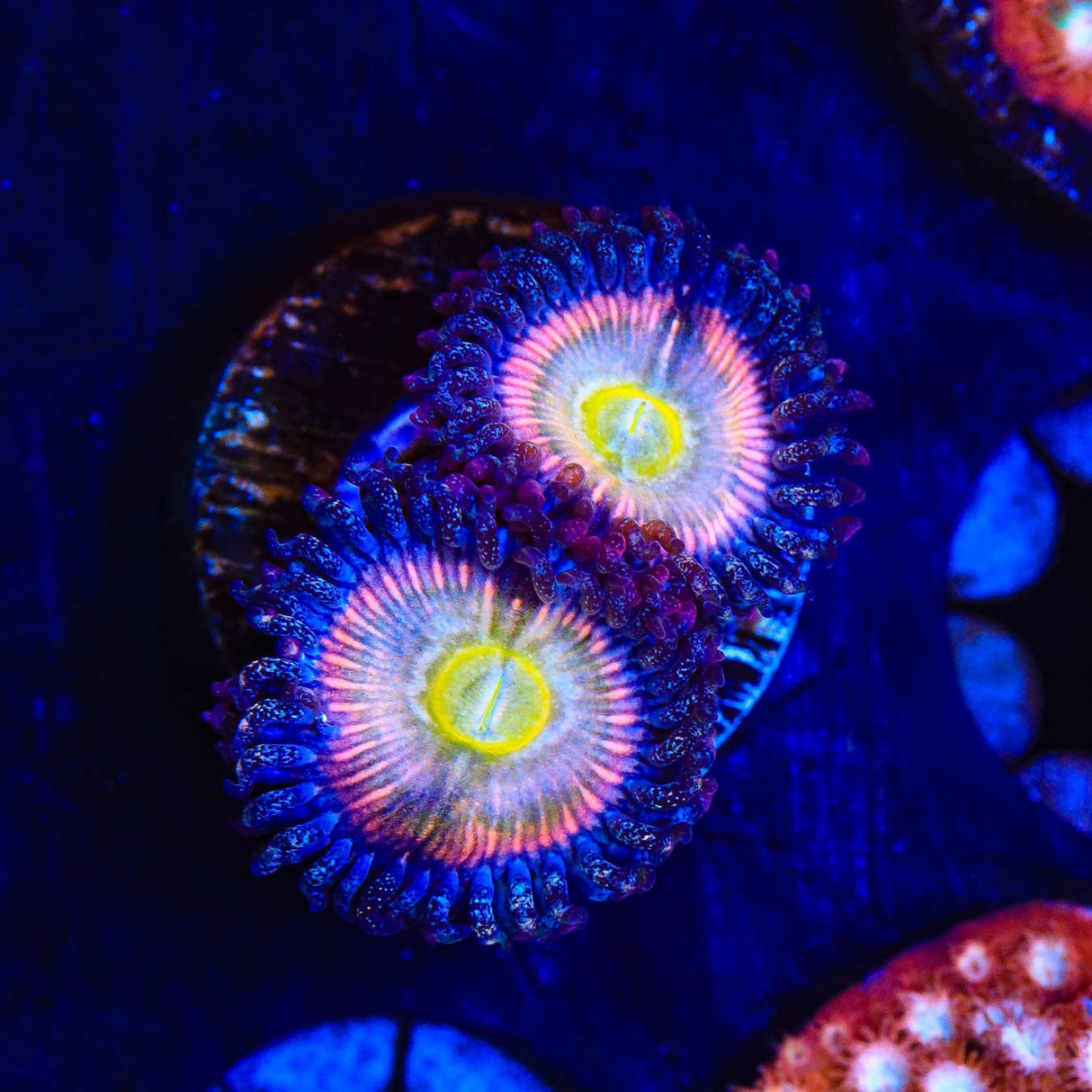 TSA Rainbow Spectrum Zoanthids Coral