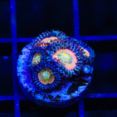 TSA Rainbow Spectrum Zoanthids Coral