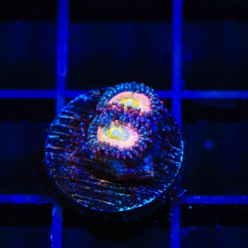 TSA Rainbow Spectrum Zoanthids Coral
