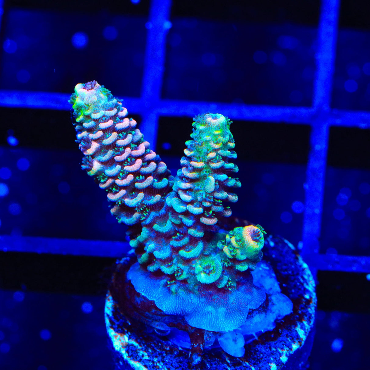 TSA Rainbow Splash Acropora Coral