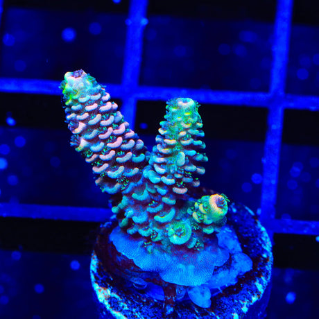 TSA Rainbow Splash Acropora Coral