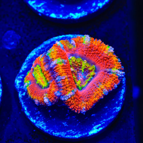 TSA Rainbow Sun Acan Coral