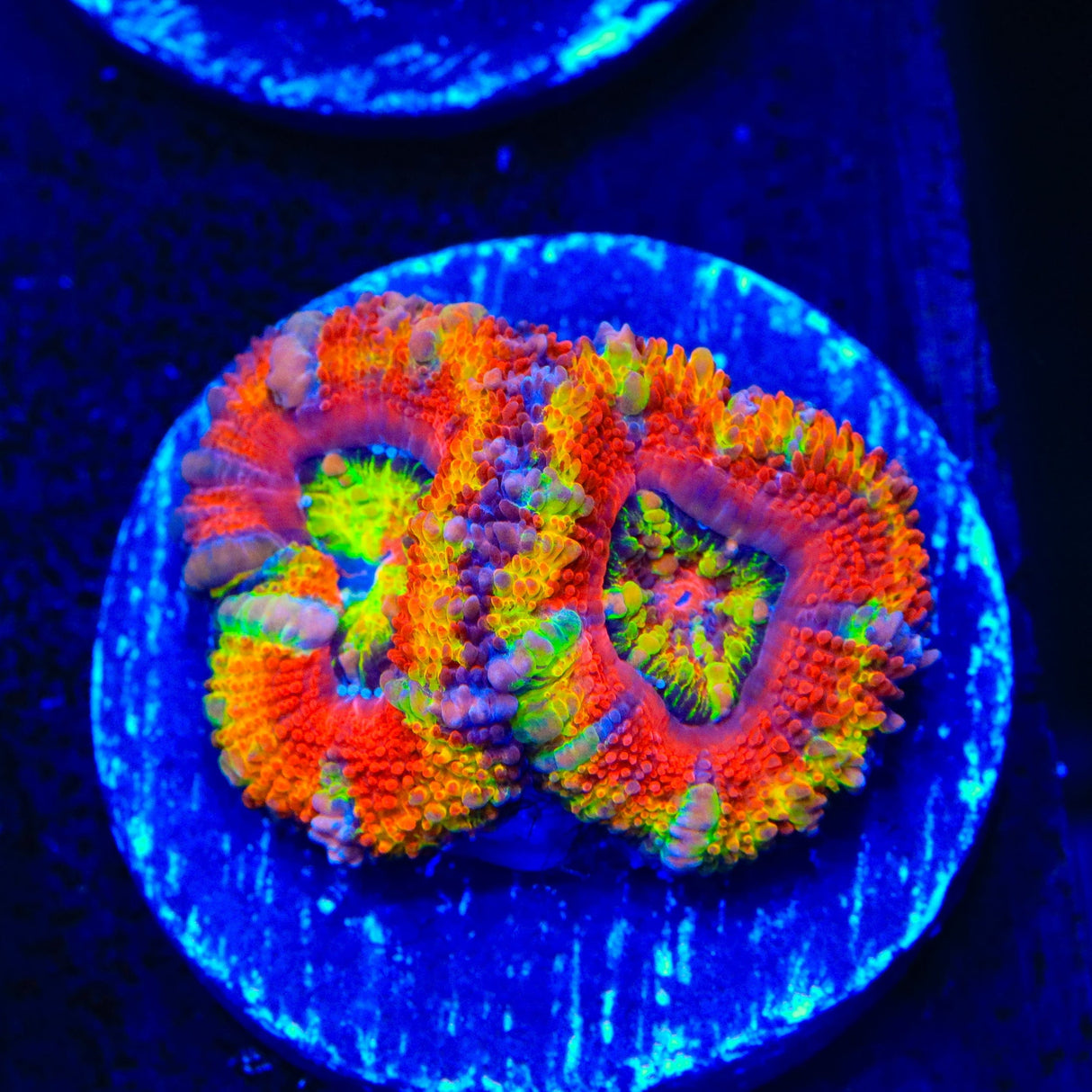 TSA Rainbow Sun Acan Coral