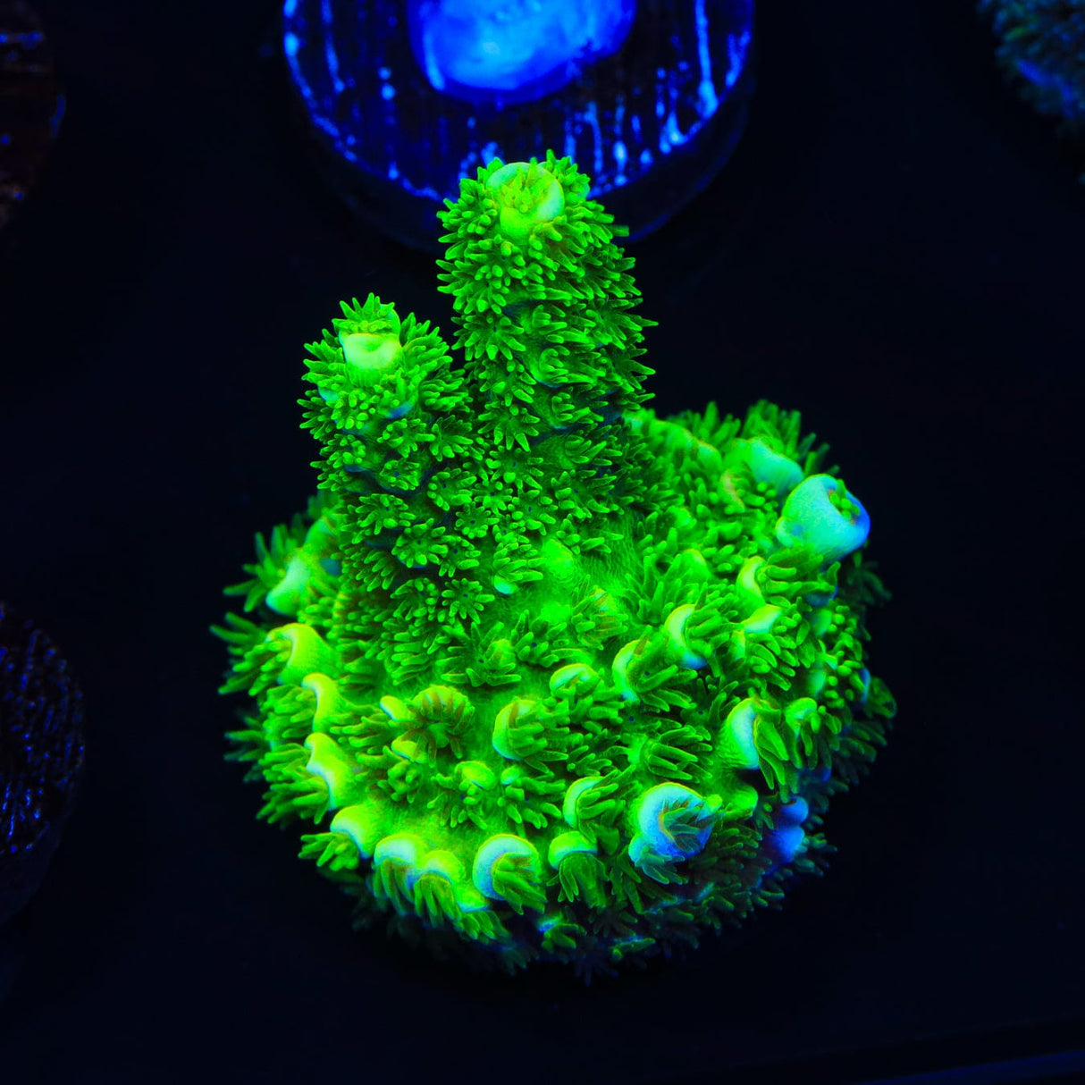 TSA Rainbow Supernova Acropora Coral