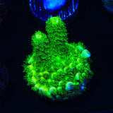 TSA Rainbow Supernova Acropora Coral
