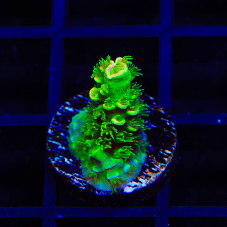 TSA Rainbow Supernova Tenuis Acropora Coral