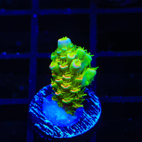 TSA Rainbow Supernova Tenuis Acropora Coral