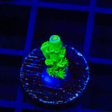 TSA Rainbow Supernova Tenuis Acropora Coral