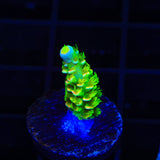 TSA Rainbow Supernova Tenuis Acropora Coral