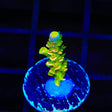 TSA Rainbow Supernova Tenuis Acropora Coral
