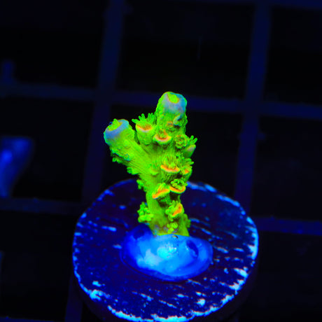 TSA Rainbow Supernova Tenuis Acropora Coral