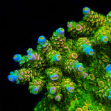 TSA Rainbow Supernova Tenuis Acropora Coral