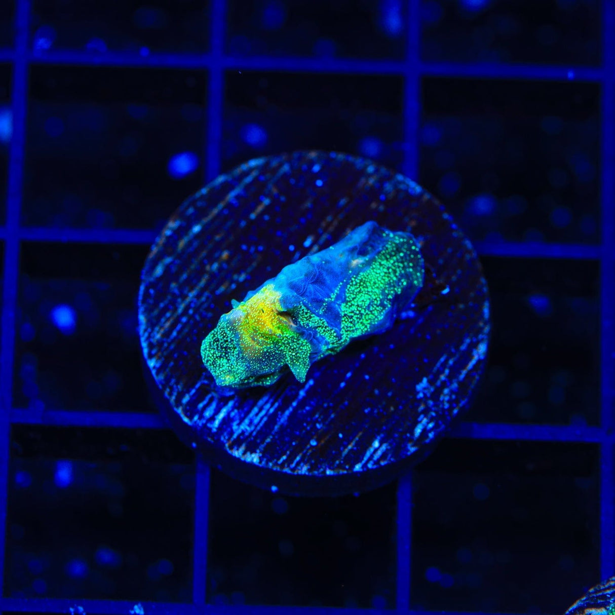 TSA Raja in Pajamas Chalice Coral