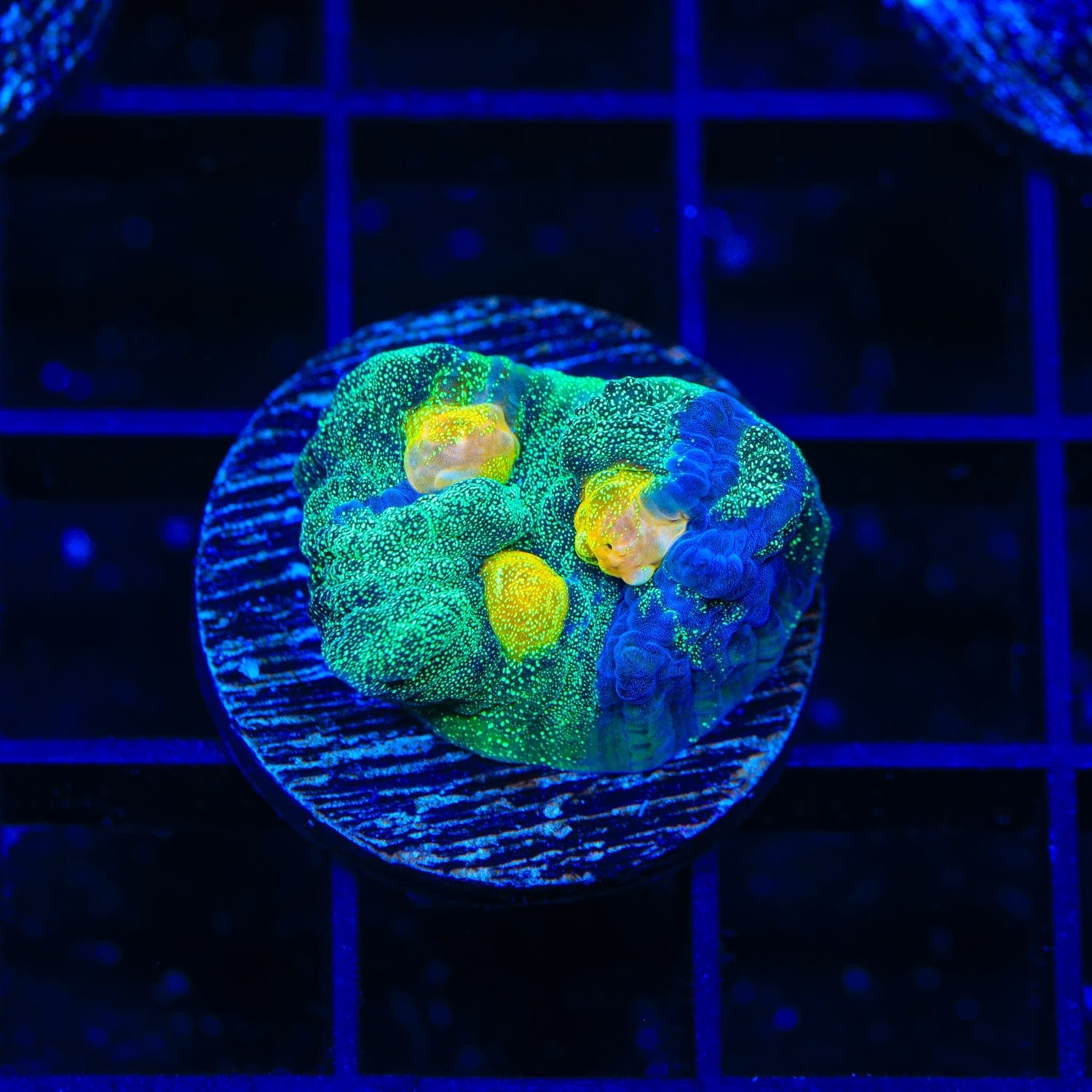 TSA Raja in Pajamas Chalice Coral – Top Shelf Aquatics