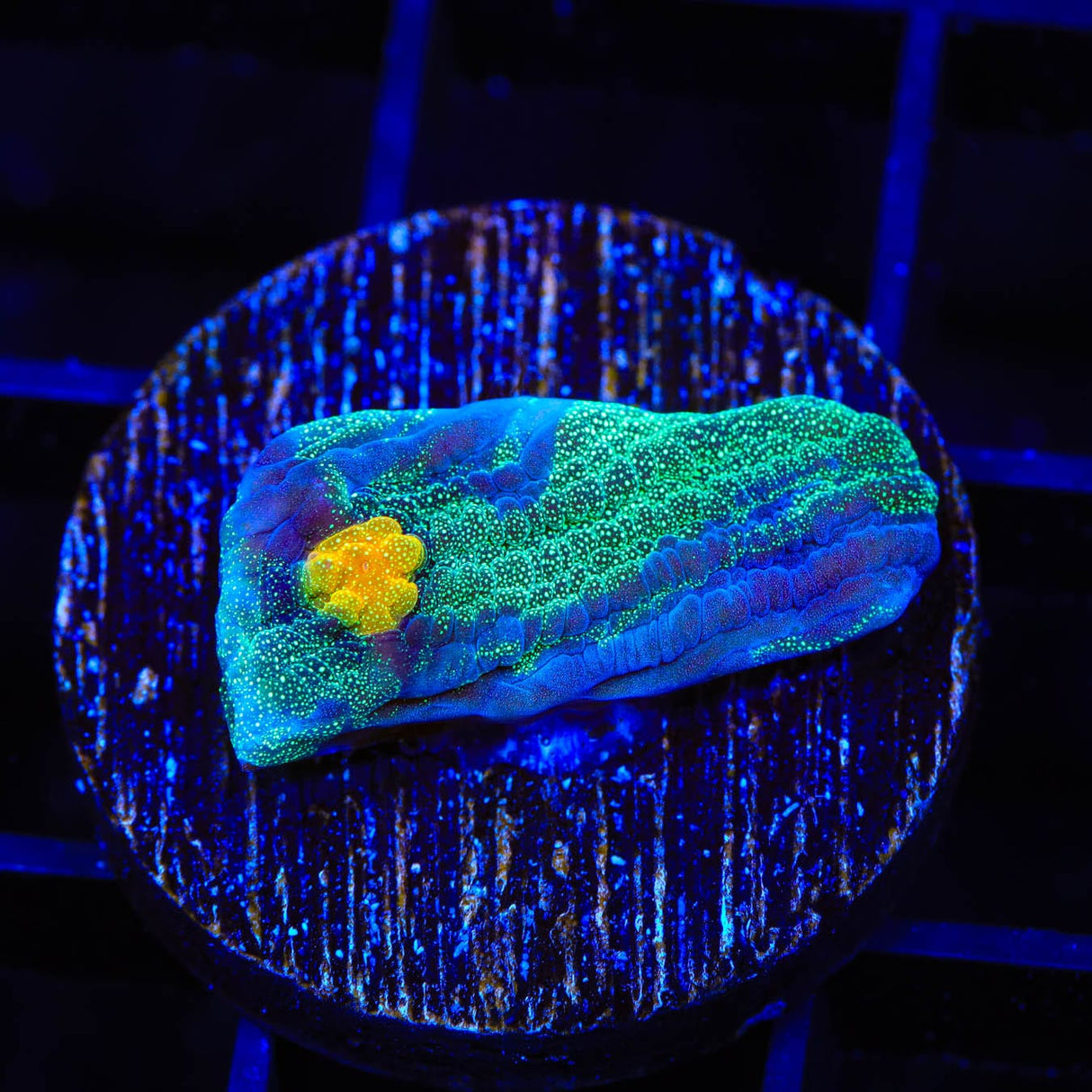 TSA Raja in Pajamas Chalice Coral